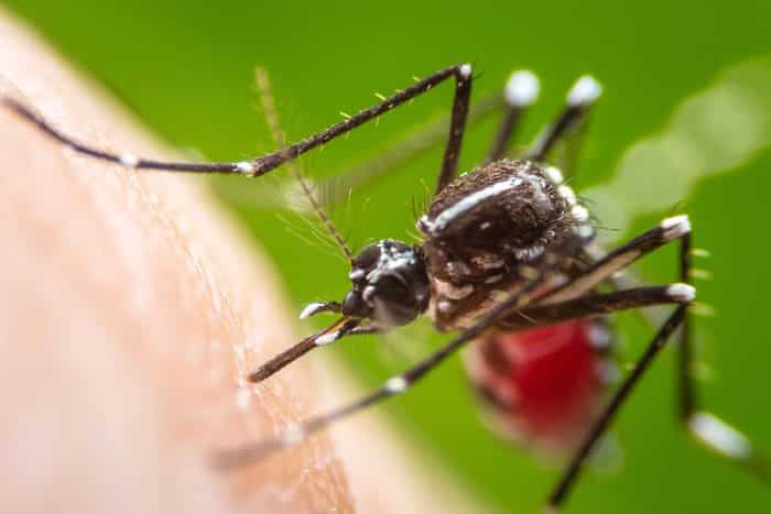 Dengue Fever outbreak 2020