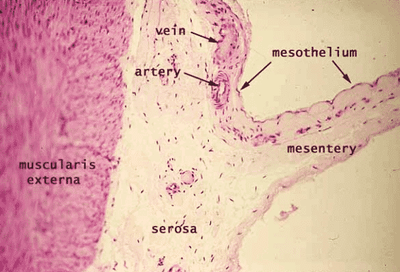 mesothelial tissue